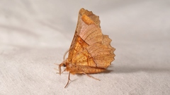 Selenia lunularia