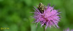Lasiotrichius succinctus