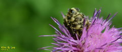 Lasiotrichius succinctus
