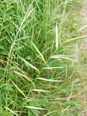 Brachypodium pinnatum