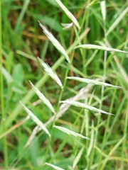 Brachypodium pinnatum