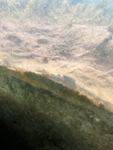 iNaturalist observation photo of Caddisflies