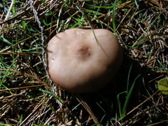Rhodocybe piperita