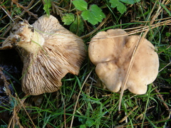 Rhodocybe piperita