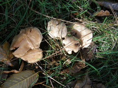 Rhodocybe piperita