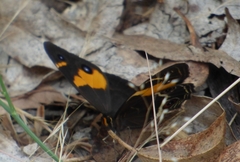 Tisiphone abeona albifascia