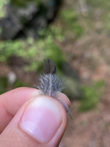 Plume de Pic tridactyle