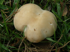 Rhodocybe piperita