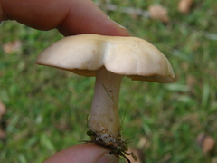 Rhodocybe piperita