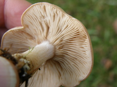Rhodocybe piperita