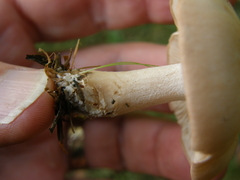 Rhodocybe piperita