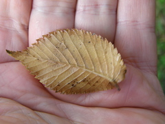 Rhodocybe piperita