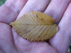 Rhodocybe piperita