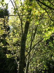 Rhodocybe piperita