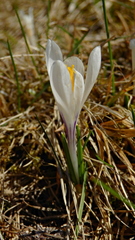 Crocus vernus