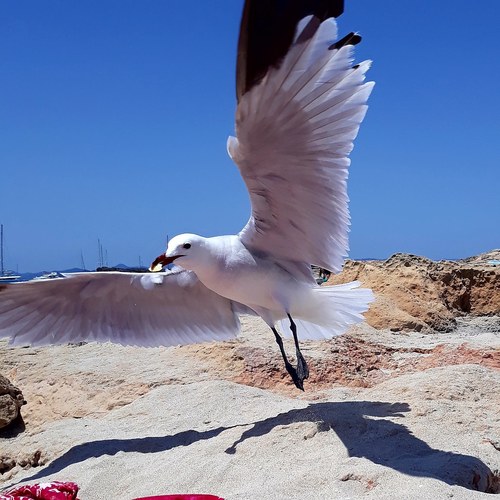 Audouin's Gull