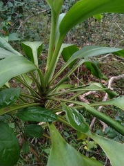 Cordyline rubra
