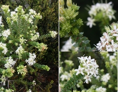 Agathosma mucronulata
