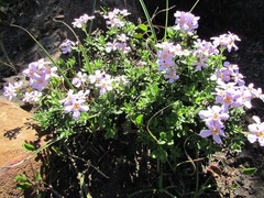 Chaenostoma campanulatum