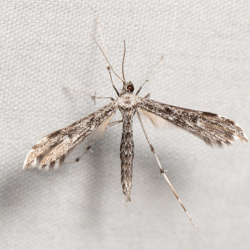 Black-marked Plume Moth photo 2