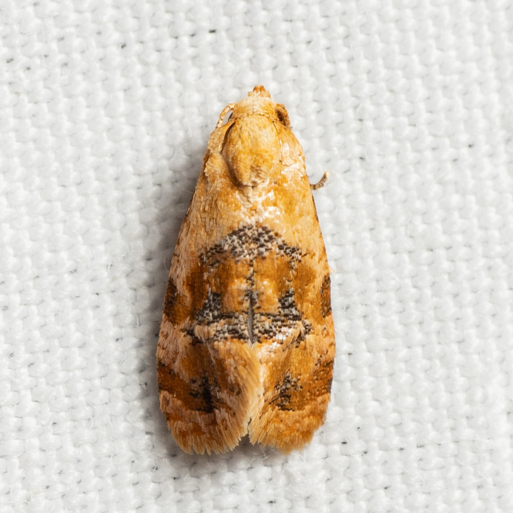 Thyraylia bunteana