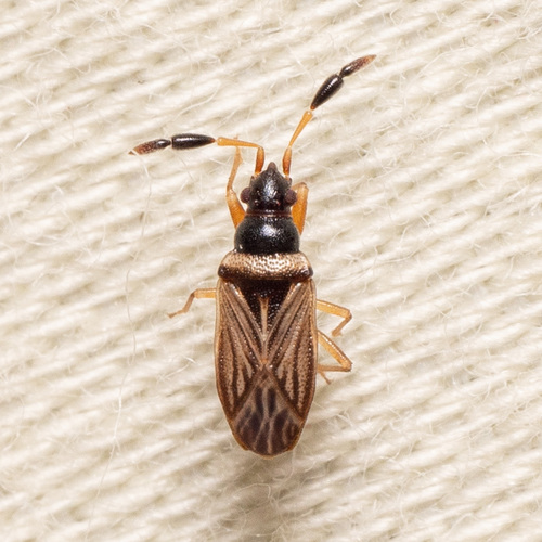 Clubbed Seed Bug photo 3