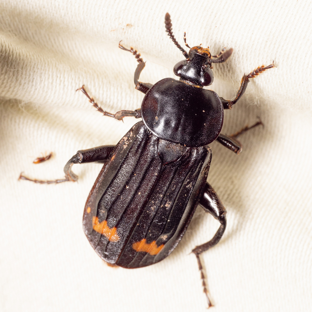 Red-lined Carrion Beetle