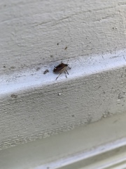 Holcostethus sphacelatus