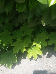Acer platanoides