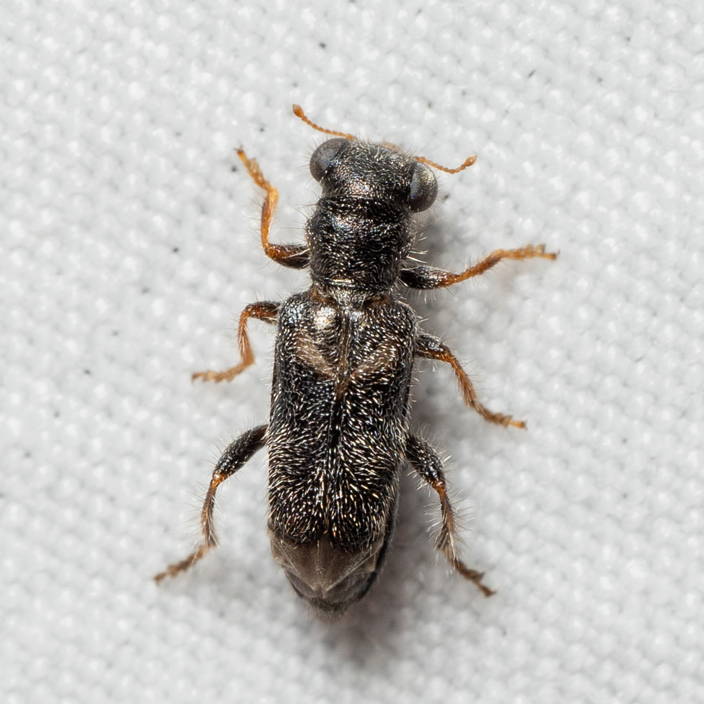 Phyllobaenus subaeneus
