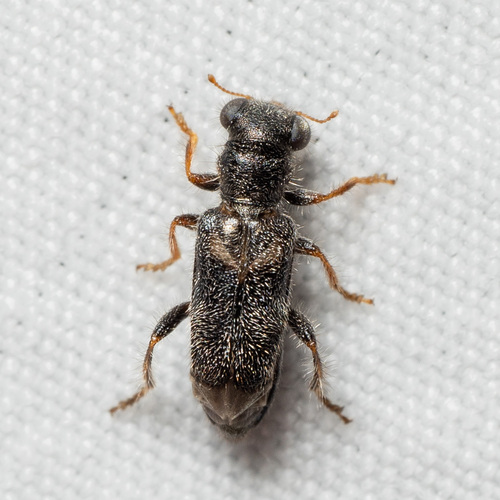 Phyllobaenus subaeneus
