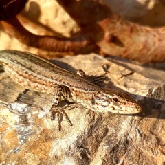 Podarcis pityusensis