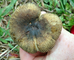 Russula acrolamellata