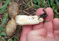 Russula acrolamellata