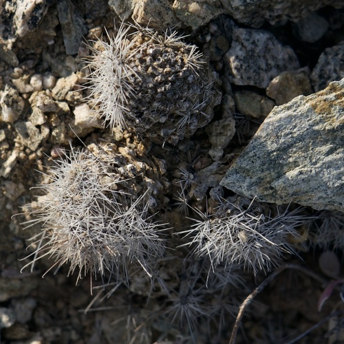 Mammillaria petrophila