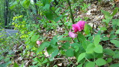 Lathyrus rotundifolius