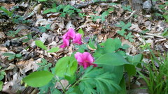 Lathyrus rotundifolius