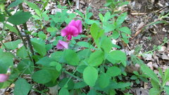 Lathyrus rotundifolius