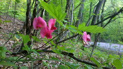 Lathyrus rotundifolius