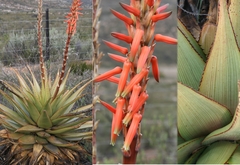 Aloe lineata