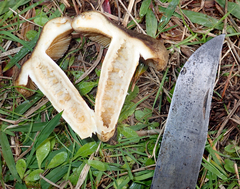 Russula acrolamellata