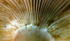 Russula acrolamellata