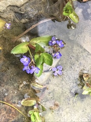 Veronica beccabunga muscosa