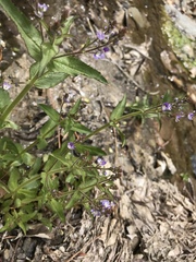 Veronica michauxii
