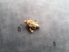 Habrosyne pyritoides