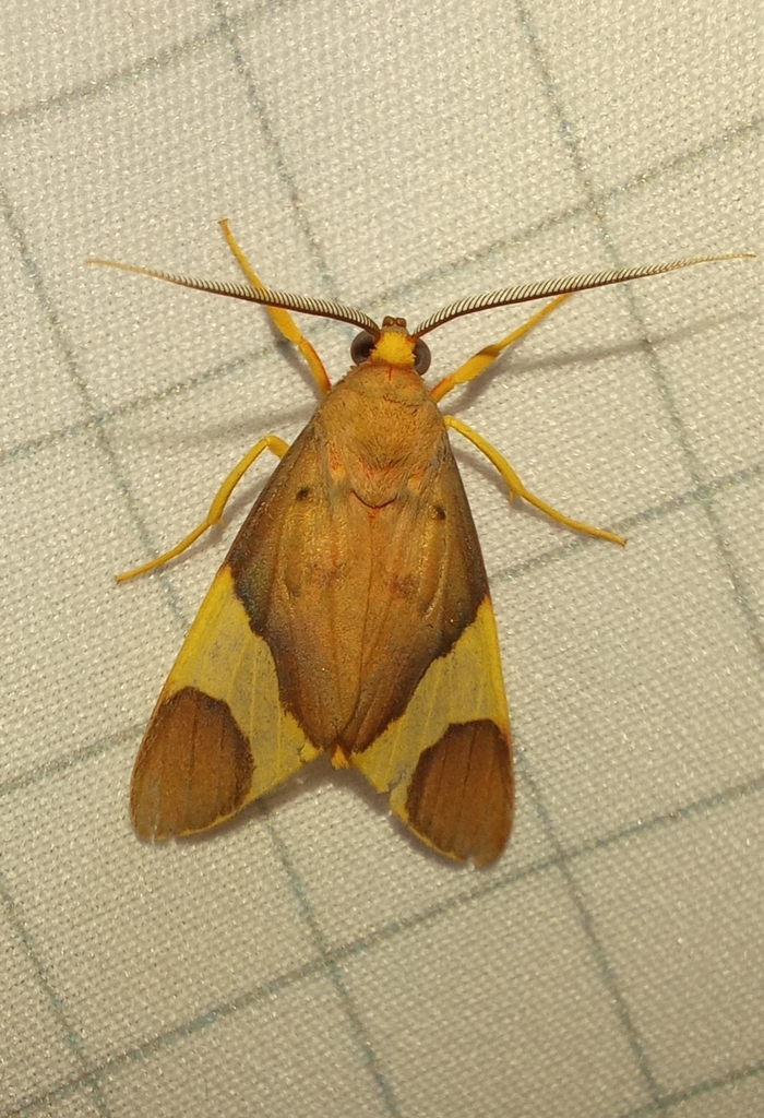 Trichromia samos