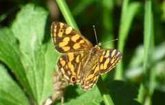 Oreixenica kershawi