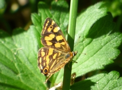 Oreixenica kershawi