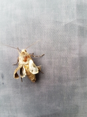 Habrosyne pyritoides