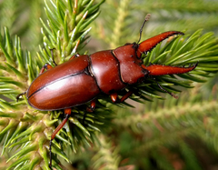Prosopocoilus astacoides